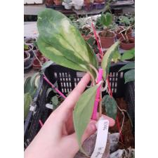 Hoya incrassata 'Moonshadow'(#280) 181/2 по 1800р