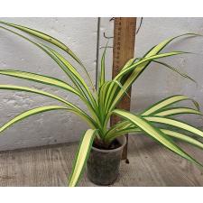 Панданус сандери "Желтая лента" / Pandanus sanderi 'Yellow ribbon'
