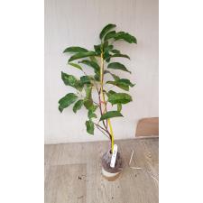 Mimusops elengi (golden variegated leaf) 166 gj 3500p