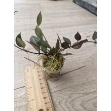 Hoya lacunosa 'red leaves' 1.5"