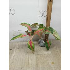 Aglaonema Panama - Red A-93