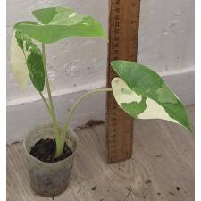 Алоказия Макрориза варегатная / alocasia macrorrhiza variegata