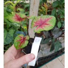Caladium c3