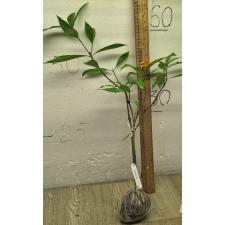 Гардения сп.(Т03) Папуа-Новая Гвинея / Gardenia sp.(T03) Papua New Guinea