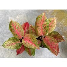 Aglaonema Kwak Sub (pink form) 48/1