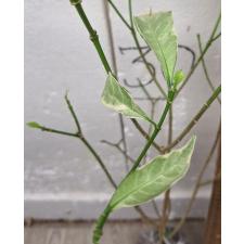 Табернемонтана растопыренная "Серебряный лист" / Tabernaemontana divaricata 'Silver leaf'