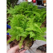Nephrolepis exaltata cv Vintage Lace (dwarf and green leaf) pot