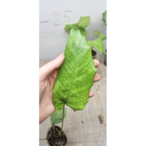 Calathea Musaica 'network' (S)