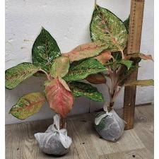 Аглаонема Фортуна  / Aglaonema Fortune A-86