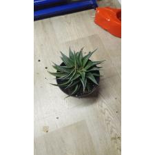 Haworthia attenuata Variegata уценка 600р