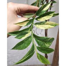 Аннона муриката варегатная (Привитый) / Annona muricata variegata (grafted) 8