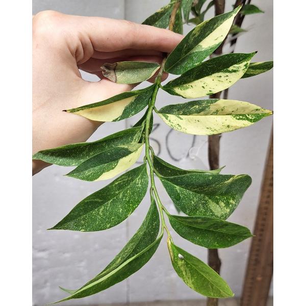 Аннона муриката варегатная (Привитый) / Annona muricata variegata (grafted) 8