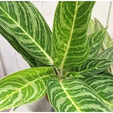 Аглаонема Тонг сумран / Aglaonema Tong sumran A-56