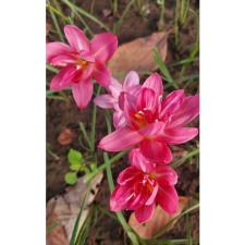 Zephyranthes Double lotus