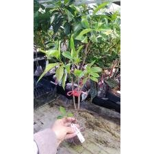 Gardenia sp.(T14) Taiwan 428