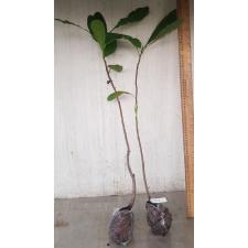 Anacardium Occidentale (орех кешью) 1