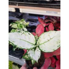 aglaonema super white. 12 cm pot