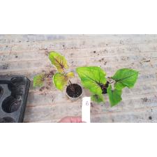 Caladium 30.04 a-8