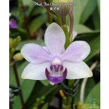 Phal. Tzu Chiang Sapphire 2.5" B27 octob