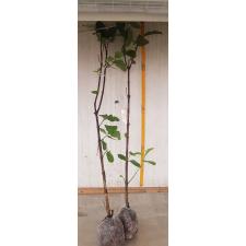 Psidium guajava 'Kimju' 275