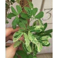 Питецеллобиум дулси варегатная / Pithecellobium dulce variegata