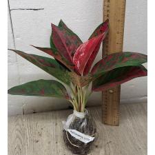 Aglaonema Red Ochin A-138