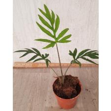 Alocasia brancifolia pot 