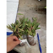 Hoya lanceolata(silver flecked)=sagillatis  137