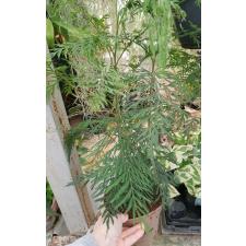 grevillea robusta 15 cm pot 