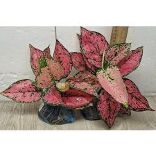 Аглаонема камкун номер 1 - Супер розовая. / Aglaonema Kamkoon no.1 - Super Pink A-61