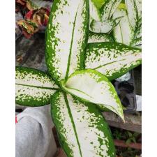 Dieffenbachia Delilah white