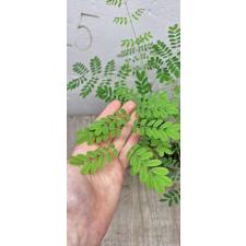 Caesalpinia pulcherrima сеянцы в стакане