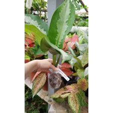 Aglaonema Waen Petch 56