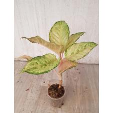 Aglaonema Frozen pot
