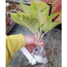 Aglaonema sp. ‘Doungpharuay’