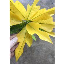 Codiaeum Golden Arrow