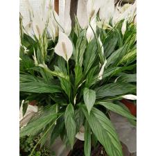 Спатифиллум Сильвер Купидо / Spathiphyllum Silver Cupido (varigata)