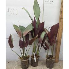 Калатея вагината / Calathea vaginata