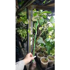 Hibiscus tiliaceus variegated Tricolor 148/1