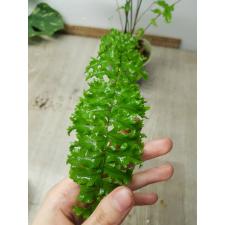 Nephrolepis falcata 'Shock Wave'.