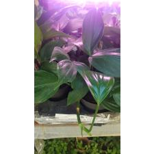epipremnum sp (Rhaphidophora) s