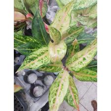 Aglaonema Aradin A-16