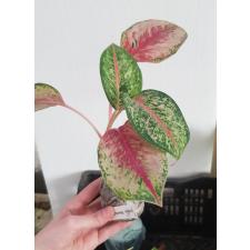 Aglaonema 10 Karat. 3  по 650р