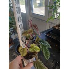 Cissus discolor 7 cm