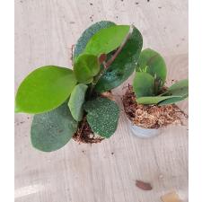Hoya Australis. зеленая 