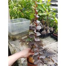 Lagerstroemia indica (white flower and black leaf) 452
