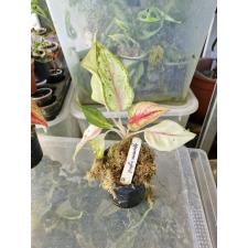 Aglaonema sp 15 - 500р