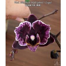 Phal. Miki Black Angel (peloric - 2 eyes) 2,5" B33 octob