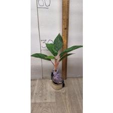 Aglaonema Fine green line variegated A-136