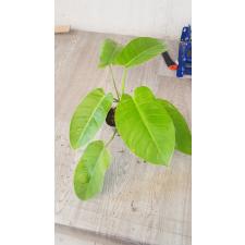 Philodendron sp.(T30)  tenue х Jose Buono pot 1800p